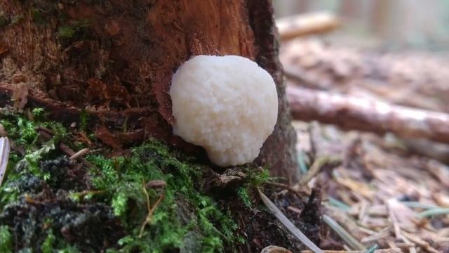 Samotek zmienny (Reticularia lycoperdon) Śluzowiec 04.05.2018 смотреть онлайн