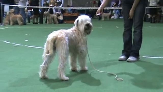 DogStatus.ru: Терьер-союз-2010. Пшеничный терьер смотреть онлайн