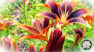 Чем подкормить лилии весной / Весенняя подкормка лилий