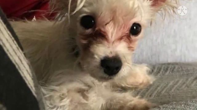 Брошенная больная девочка ковыляла по полю совершенно одна… Ей некуда было идти..