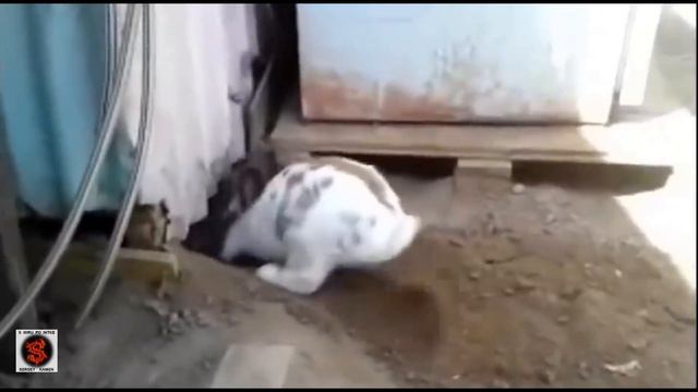 Животные спасают друг друга! - (часть-2) смотреть онлайн