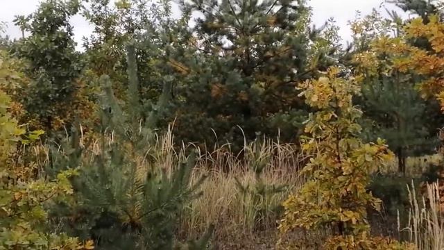 Осенний лес?? смотреть онлайн