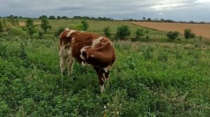 Долма из Листьев Винограда. Азербайджанская Кухня Деревенская Кухня  Рецепты