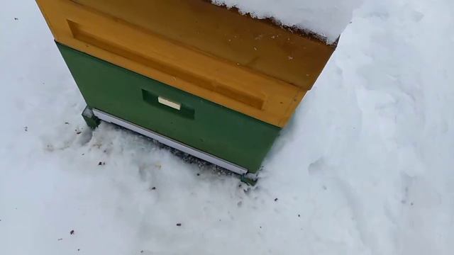 Первый Зимний Осмотр,После Морозов -26,Наличие Кормов, смотреть онлайн