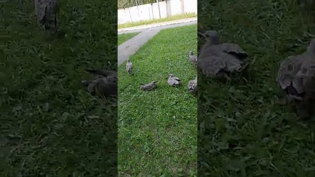 птенцы чаек на рязанском кожзаводе. смотреть онлайн