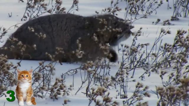Тест, каким животным Вы могли бы быть? смотреть онлайн