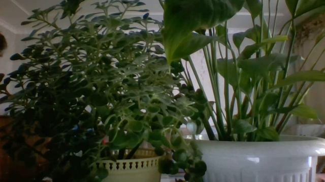 Под окном черемуха колышется смотреть онлайн