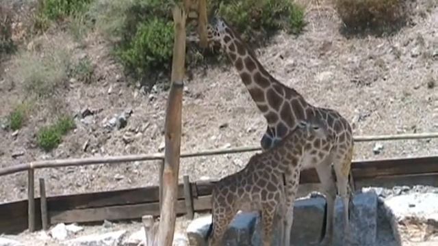 Entertainment of Costa del Sol смотреть онлайн
