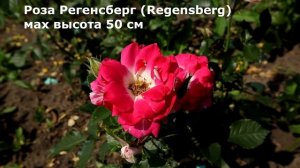 Самые красивые бордюрные розы 7 сортов - на любой вкус! Невысокие изысканные розочки!