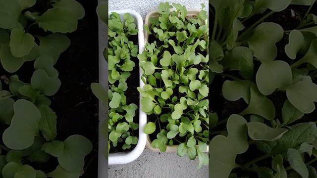 Белый редис смотреть онлайн