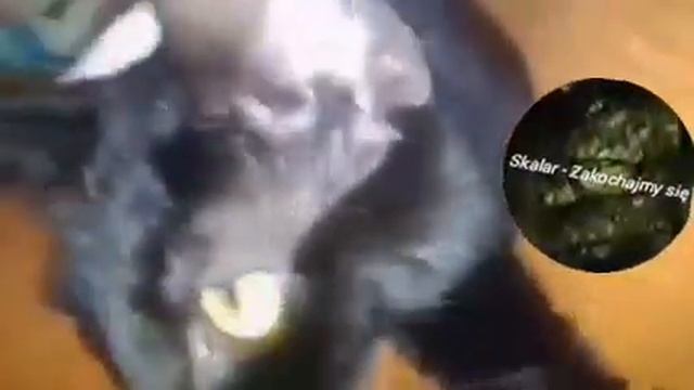 050223 🎦 1999. dzień pobytu Kici u mnie 5 lutego 2023 roku 🗓️ Kartka z kalendarza z Kicią ⏱️ 4:00 смотреть онлайн