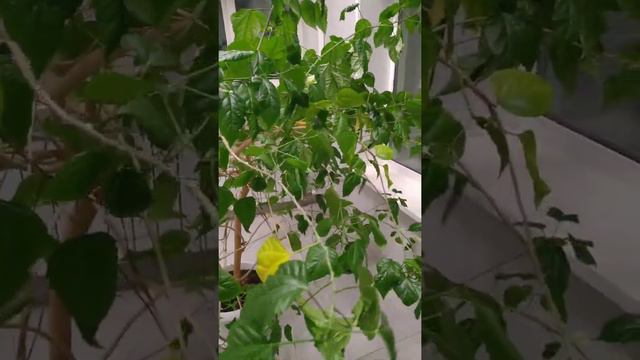 Перемен требуют наши цветы! смотреть онлайн