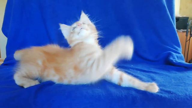 Котик мейн-кун красное серебро, 2.5 мес. смотреть онлайн