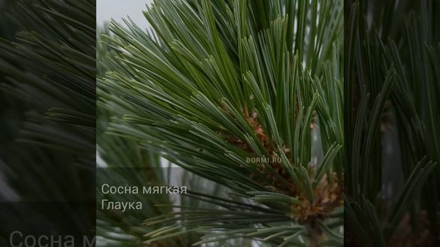 Сосна мягкая Глаука смотреть онлайн