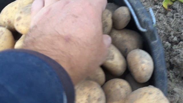 Картофель Памяти Лорха смотреть онлайн