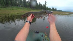 Рыбалка в августе. Ловим хищника на блесна и воблера. Уха. Ночной рёв косули.