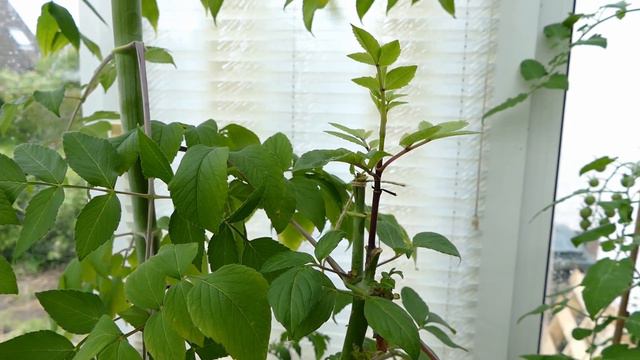 Grafting Different Species Of Plants Together