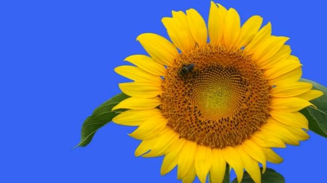 Вальс дождя (мелодия+цветы) смотреть онлайн