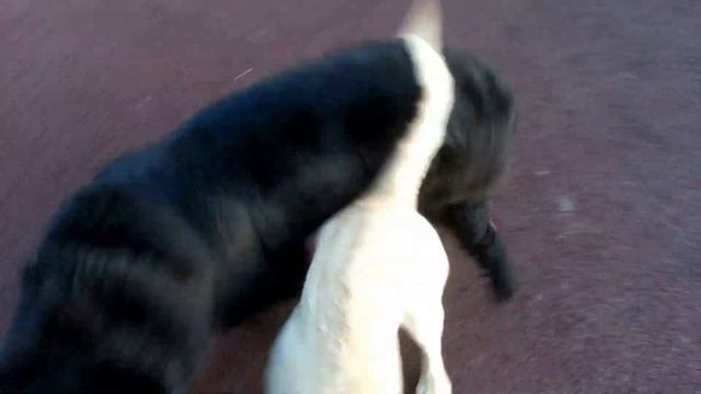 Ньюфаундленд 6 месяцев смотреть онлайн