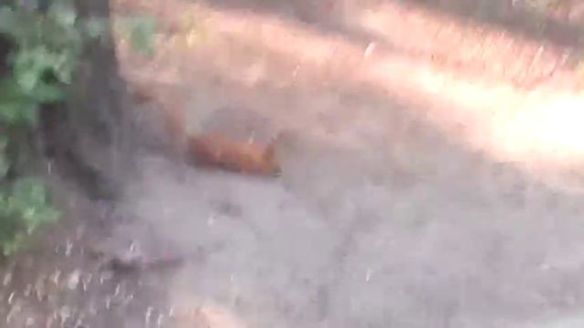 бурундук и белки смотреть онлайн
