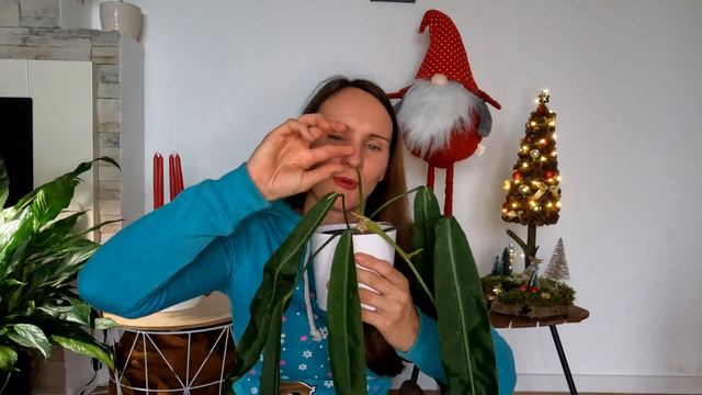 Anthurium Pallidiflorum Wszystko Co O Niej Wiem