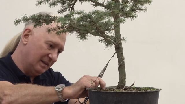 Мастер-класс бонсай в Университете Лобачевского смотреть онлайн