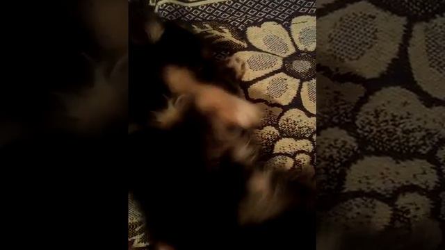 Тишка радуется от щекоток смотреть онлайн