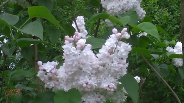 Цветёт непревзойденная по красоте сирень "Красавица Москвы" смотреть онлайн
