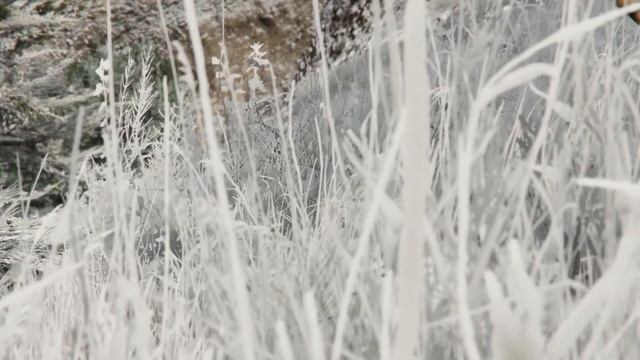 GTA 5 Wildlife Documentary | The Siberian Tiger смотреть онлайн