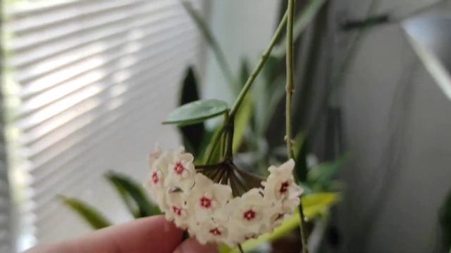 Хойя в цвету /// Hoya Mathilde Splash in bloom смотреть онлайн