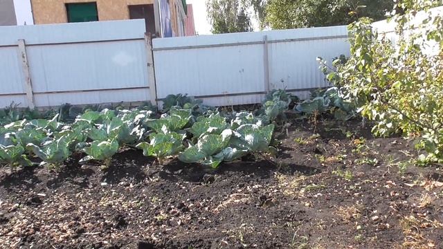 ЧАПЛЫГИН// КРИВОПОЛЯНЬЕ// КАК МЫ С ДЕДОМ ПОД ЗИМУ ОГОРОД КОПАЛИ! смотреть онлайн
