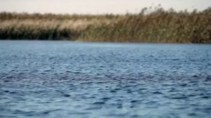 Заповедная Россия. Астраханский заповедник.