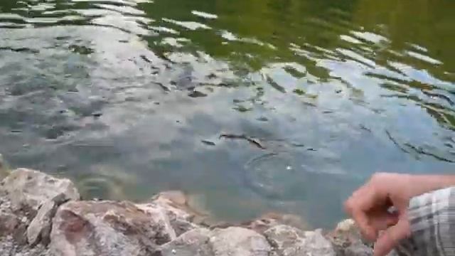 carp fish e caracóis, карпы любят улиток смотреть онлайн