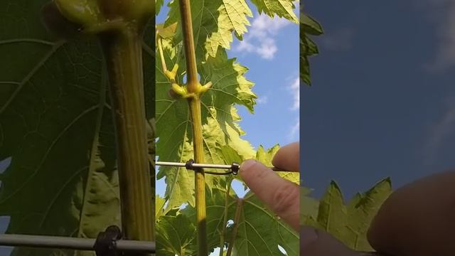 Применение пластиковых защелок на винограднике. смотреть онлайн