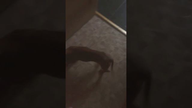 Собака для бабушки смотреть онлайн
