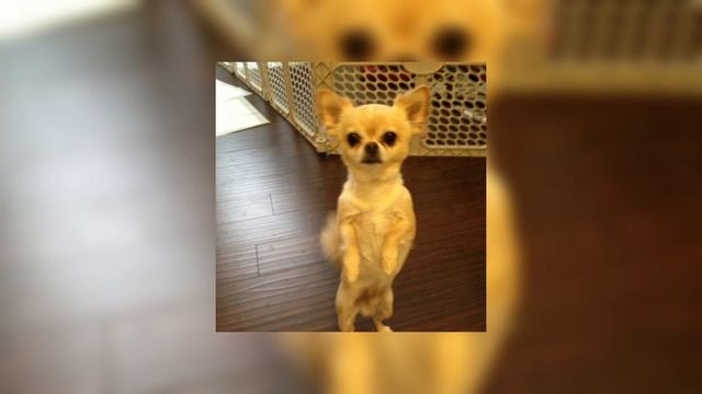 Chiwawa - Wanko Ni Mero Mero [sped Up]