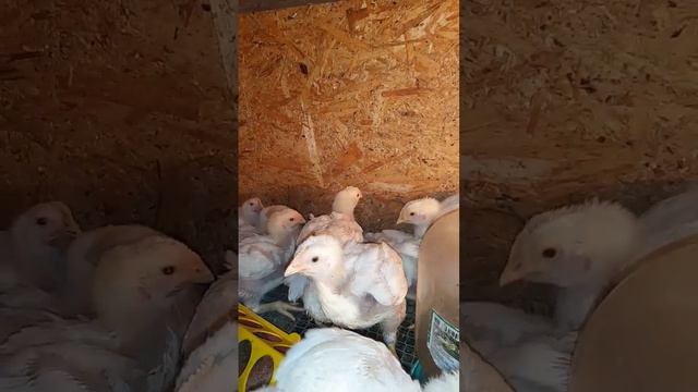 Вес бройлера в 20 дней! Сколько должен весить бройлер в 2-3 недели смотреть онлайн