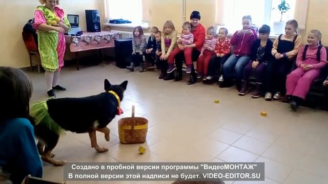 Выступление дрессированых собак смотреть онлайн