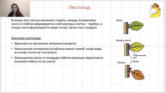 Вебинар 2. Часть 2. Вегетативные органы. Вегетативное размножение смотреть онлайн