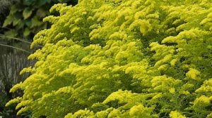 Solidago Loysder Crown