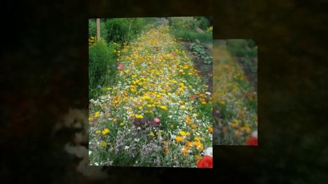 цветы в нашем саду смотреть онлайн