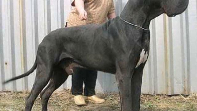 40 гигантских собак, которые не понимают, что они такие огромные смотреть онлайн