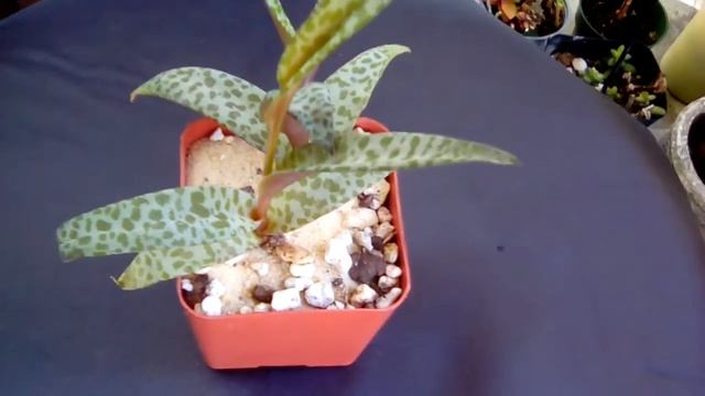 Container Gardening | Scilla Violacea