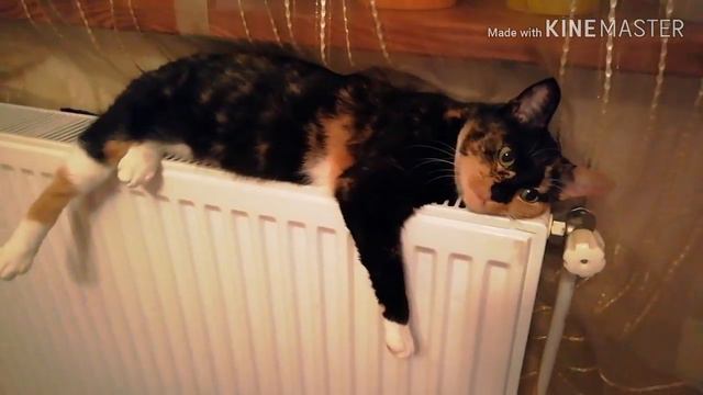 #кошка #домашнийпитомец
TatiPanki VLOG:
КОШКА ПУМА наш любимый питомец❤️❤️❤️ смотреть онлайн
