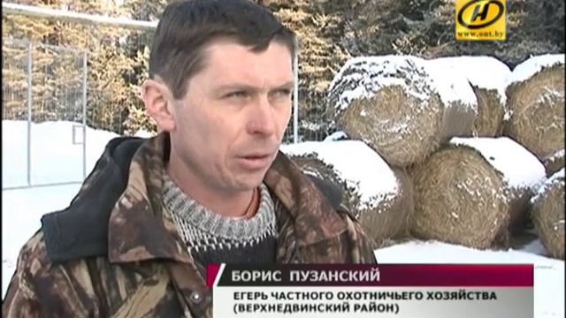 В витебских лесах стали тщательнее заботиться о животных смотреть онлайн
