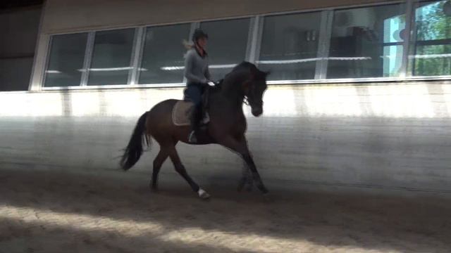 Amaryllis træning 29. maj 2014 - galop смотреть онлайн