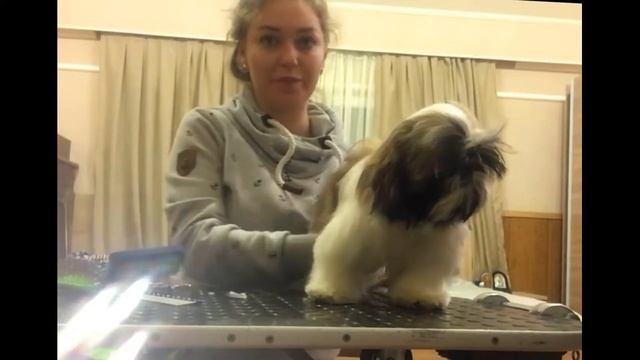 Ухаживаем за щенком ши тцу 2 серия смотреть онлайн