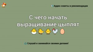 С чего начать выращивание цыплят в домашних условиях для начинающих с нуля