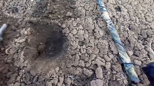 ПРИЯТНЫМ БОНУСОМ ВЫПАЛИ МОНЕТКИ НА ОГОРОДЕ...КОП С MINELAB VANQUISH 440