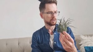 Тилландсии. Декоративный проект. Воздушные растения в коллекции.